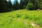 2014-07-05_Laengental-N-Hochweg (930). JPG